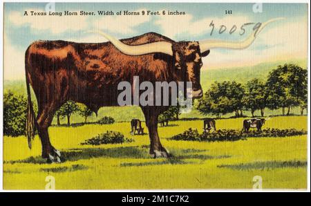 A Texas long Horn Steer, largeur des cornes 9 pieds, 6 pouces, Tichnor Brothers Collection, cartes postales des États-Unis Banque D'Images