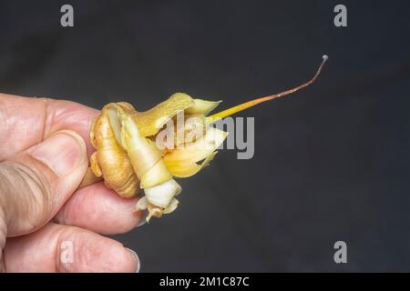 gros plan de la fleur de Durio zibethinus déchue Banque D'Images