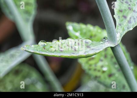 gros plan de la plante sucurente humide kalanchoe gastonis-bonnieri Banque D'Images