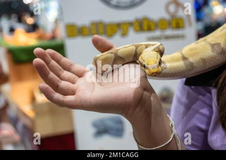 Le python de balle est un animal de compagnie populaire en Thaïlande. Banque D'Images