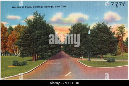 Avenue of Pines, Saratoga Springs, New York , Tichnor Brothers Collection, cartes postales des États-Unis Banque D'Images