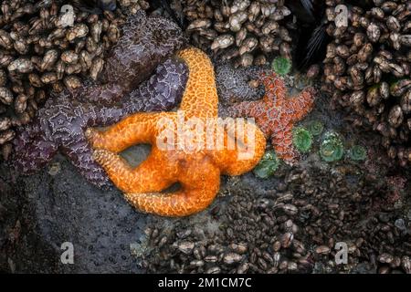Des barnacles d'oie, des étoiles de mer colorées et des anémones de mer vertes s'accrochent aux roches de basalte pendant cet été temporaire moins événement de marée basse. Banque D'Images