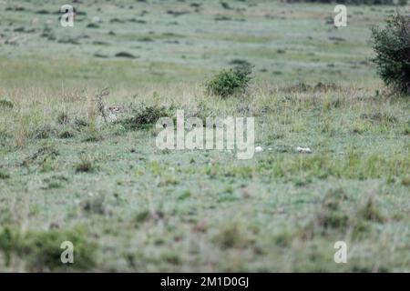 Une guépard femelle qui se repose dans le champ d'herbe de Masai Mara, Kenya Banque D'Images