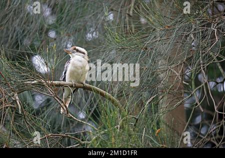 Riant kookaburra sur la branche - Australie Banque D'Images