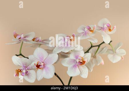 Fleur d'orchidée blanche sur fond beige clair. Copier l'espace. Gros plan. Banque D'Images