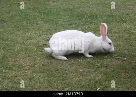 Floride lapin blanc fourrant sur herbe verte dans un espace ouvert : (pix Sanjiv Shukla) Banque D'Images