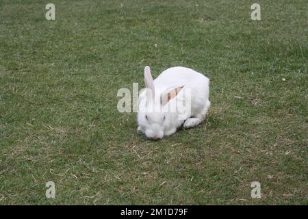 Floride lapin blanc fourrant sur herbe verte dans un espace ouvert : (pix Sanjiv Shukla) Banque D'Images