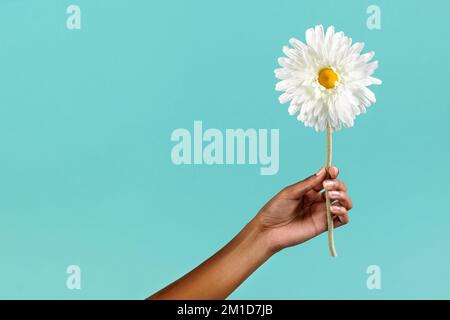 Crop anonyme afro-américaine femelle démontrant délicate fleur blanche de camomille sur fond turquoise Banque D'Images