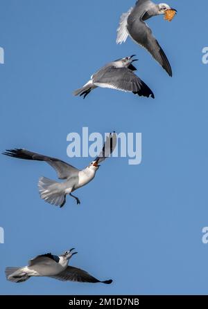 Groupe de goélands riants, Leucophaeus atricilla, pourchassant agressivement un avec de la nourriture. Kleptoparasitisme intraspécifique. Texas. Banque D'Images