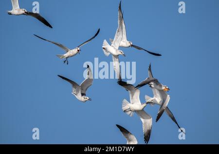 Groupe de goélands riants, Leucophaeus atricilla, pourchassant agressivement un avec de la nourriture. Kleptoparasitisme intraspécifique. Texas. Banque D'Images