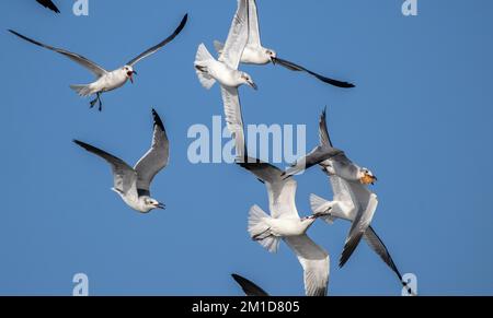 Goéland riant, Leucophaeus atricilla, Larus atricilla, kleptoparasitisme intraspécifique, Banque D'Images