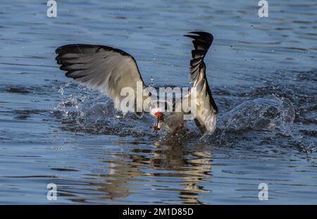 Black Skimmer, Rynchops niger, en vol, se nourrissant dans une baie abritée peu profonde de Laguna Madre, Texas. Banque D'Images