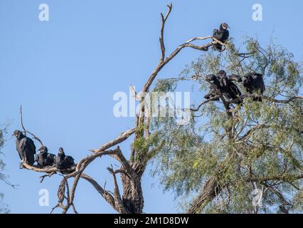 Groupe de vautours noirs, Coragyps atratus, reposant dans l'arbre de Mesquite au miel, Prosopis glandulosa, Texas. Banque D'Images