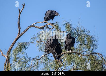 Groupe de vautours noirs, Coragyps atratus, reposant dans l'arbre de Mesquite au miel, Prosopis glandulosa, Texas. Banque D'Images