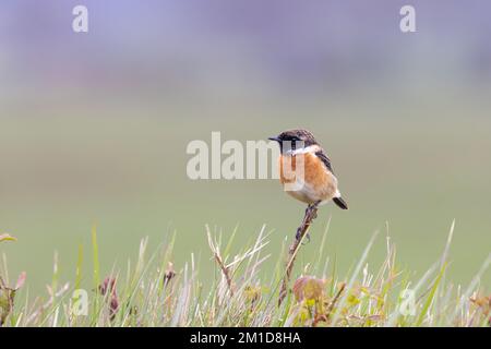 Mâle Stonechat [ Saxicola rubicola] perché sur la tige de BlackBerry à la limite du champ Banque D'Images