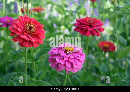 Un foyer sélectif de fleurs roses et rouges gracieux zinnia (Zinnia elegans) dans une cour Banque D'Images