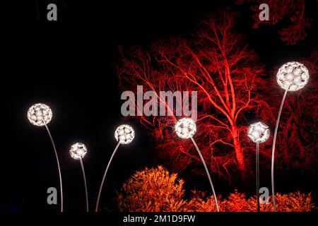 Dandelion illuminé se dirige sur le sentier des lumières hivernales de Waddesdon Manor. Banque D'Images