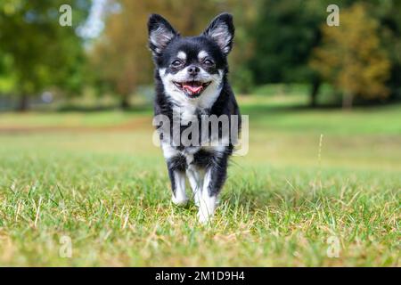 Un Chihuahua noir et blanc marchant sur les prairies Banque D'Images