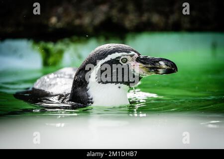 Gros plan d'un pingouin noir et blanc Humboldt (Spheniscus humboldti) nageant dans un étang Banque D'Images