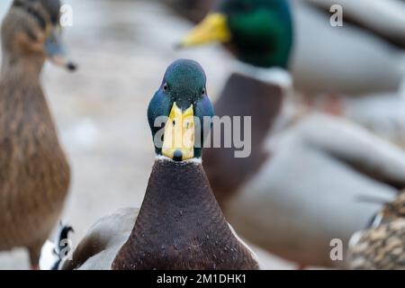Canard colvert mâle gros plan regardant la caméra face avant bec bec tête cou. Image comique drôle Banque D'Images