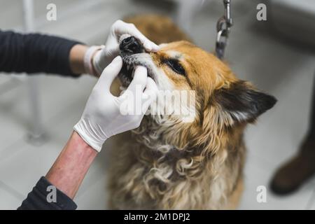 Concept vétérinaire. Gros plan en intérieur d'un chien de race mixte qui passe par un contrôle dentaire de routine. Vétérinaire caucasien méconnaissable en gants blancs touchant les dents d'un chien. . Photo de haute qualité Banque D'Images