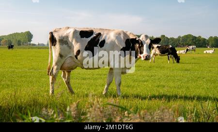 Vaches noires et blanches hollandaises dans la prairie avec turbines éoliennes en arrière-plan. Banque D'Images