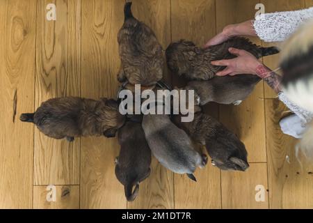 Prise de vue en intérieur à grand angle de sept petits chiots de race mixte pendant le repas. Jeunes chiens mangeant dans un bol. Parquet. Photo de haute qualité Banque D'Images