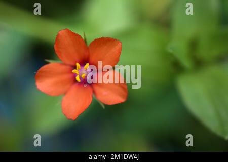 Fleur d'orange - Anagallis arvensis - Lysimachia arvensis - Scallet Pimpernel - Spacnel rouge - mauvaise herbe à chiche - Baromètre de l'homme - mauvaise lande de l'homme Banque D'Images