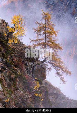 Atmosphère brumeuse dans la forêt de montagne automnale, mélèze solitaire, Parc National du Gran Paradiso, Aoste, Italie, Europe Banque D'Images