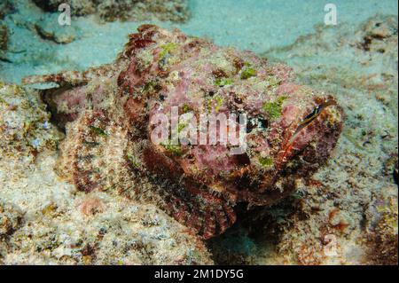 Le corégone venimeux se trouve le corégone de récif (Synanceia verrucosa) sur des fonds marins morts de corail, des fonds marins peu profonds qui se cachent pour la proie, océan Indien, Maldives, Asie Banque D'Images