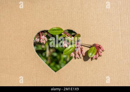 Vu à travers les fleurs coupées en forme de coeur en carton Banque D'Images
