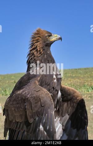 Portrait d'un aigle d'or (Aquila chrysaetos), lac Song kol, région de Naryn, Kirghizistan Banque D'Images