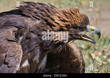 Portrait d'un aigle d'or (Aquila chrysaetos), lac Song kol, région de Naryn, Kirghizistan Banque D'Images