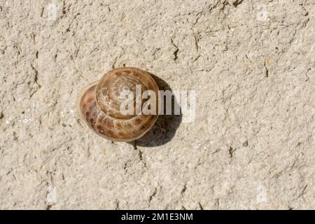 L'escargot glisse vers le haut sur le sol pierreux Banque D'Images