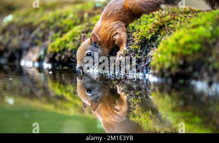 Une belle vue d'un écureuil de l'eau potable dans la forêt Banque D'Images