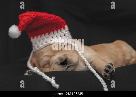 Chien chiot portant un chapeau de père Noël - Golden Retriever Banque D'Images