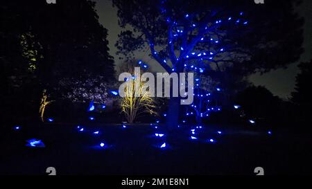 Illuminations de Noël aux jardins de Kew Banque D'Images