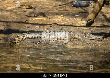 Crocodiles d'eau salée écloses sur la rivière Daintree dans le nord tropical du Queensland, en Australie Banque D'Images