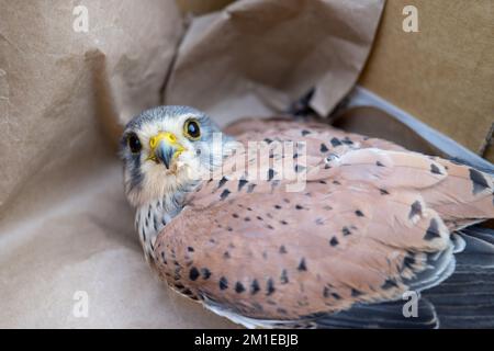 Gros plan d'un kestrel blessé dans une caisse Banque D'Images