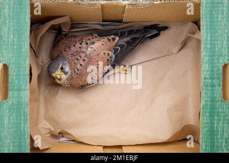 Gros plan d'un kestrel blessé dans une caisse Banque D'Images