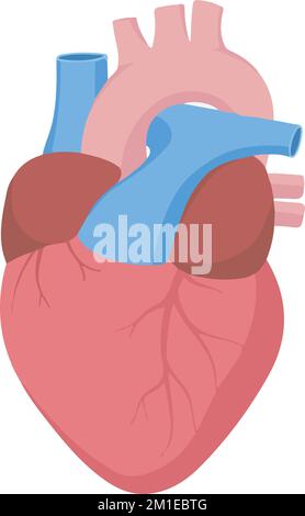 Illustration vectorielle verticale d'un cœur humain anatomique isolé sur fond blanc Illustration de Vecteur