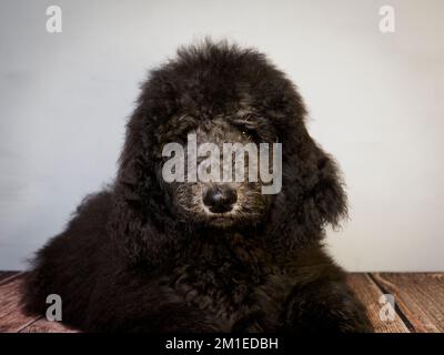 Chiot Blue Standard Poodle de cinq mois posé sur le sol. Banque D'Images