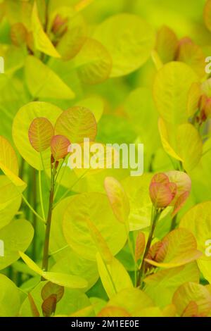 Cotinus coggygria Golden Spirit, Cotinus coggygria Ancot, Smoke Bush Golden Spirit, arbuste avec des feuilles qui ouvrent le bronze puis deviennent jaune d'or Banque D'Images