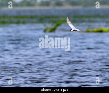 Un sterne chuchoté, Chlidonias hybrida volant au-dessus d'un lac. Banque D'Images