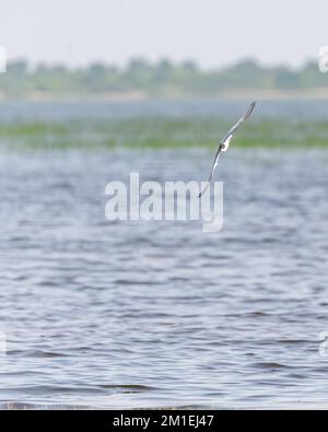 Un cliché vertical d'un sterne chuchoté, Chlidonias hybrida survolant un lac. Banque D'Images