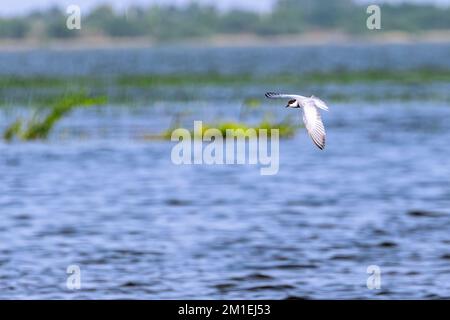 Un sterne chuchoté, Chlidonias hybrida volant au-dessus d'un lac. Banque D'Images