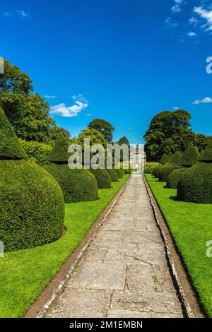 Deux rangées de topiaires de l'arbre de l'if connues sous le nom de 12 Apôtres au Lytes Cary Manor, nr Somerton, Somerset, Angleterre, Royaume-Uni Banque D'Images