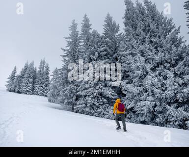 Blouson de softshell orange brillant, vêtu d'un alpiniste solitaire, qui monte sur la colline enneigée entre les sapins. Image de concept de personnes actives sur Velky Krivan, Banque D'Images