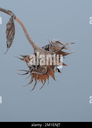 Un tournesol sauvage suspendu avec du glaçage et un fond frais Banque D'Images