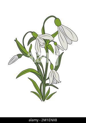 Dessin botanique de Snowdrop janvier naissance mois fleur Illustration de Vecteur